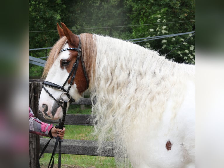 Cob Irlandese / Tinker / Gypsy Vanner Castrone 11 Anni 154 cm Pezzato in Wachtendonk