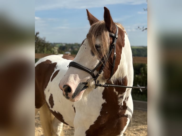 Cob Irlandese / Tinker / Gypsy Vanner Castrone 11 Anni 155 cm Pezzato in Iggingen