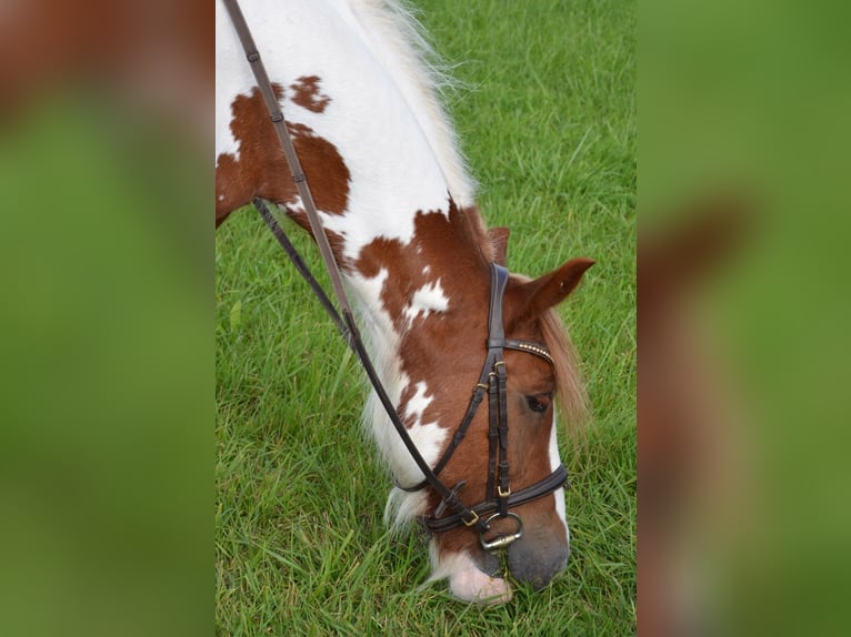 Cob Irlandese / Tinker / Gypsy Vanner Castrone 11 Anni 155 cm Pezzato in Iggingen