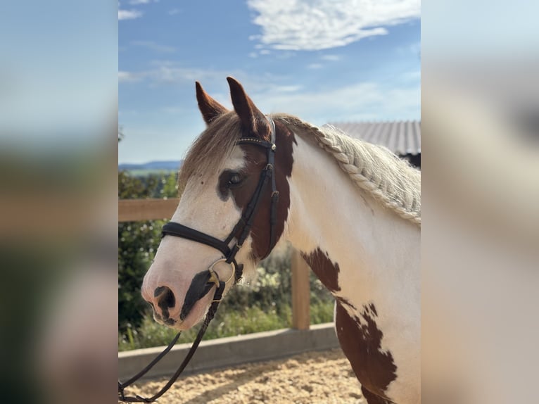 Cob Irlandese / Tinker / Gypsy Vanner Castrone 11 Anni 155 cm Pezzato in Iggingen