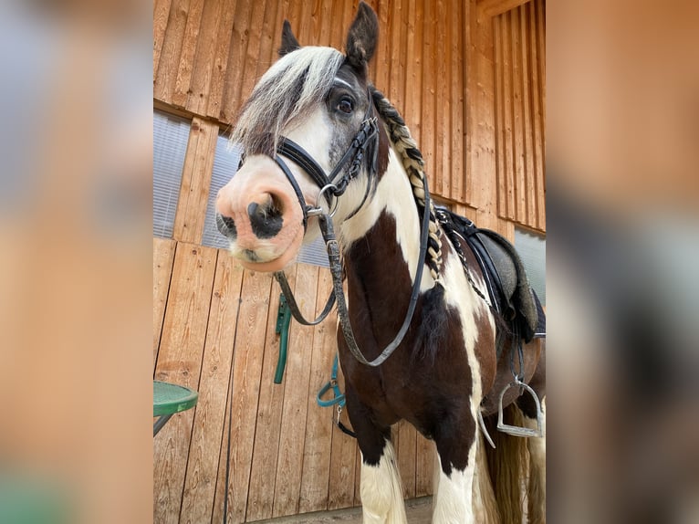 Cob Irlandese / Tinker / Gypsy Vanner Castrone 12 Anni 135 cm Pezzato in Höhenkirchen-SiegertsbrunnSiegertsbrunn