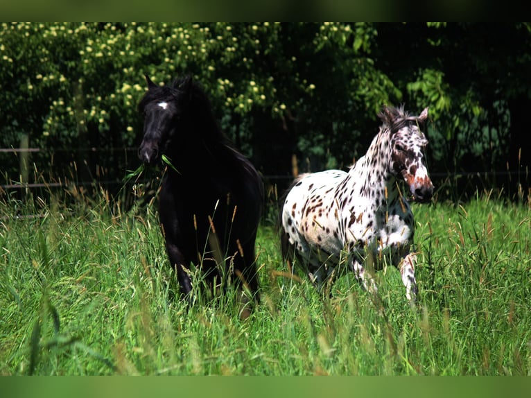 Cob Irlandese / Tinker / Gypsy Vanner Mix Castrone 12 Anni 142 cm Pezzato in Bielefeld
