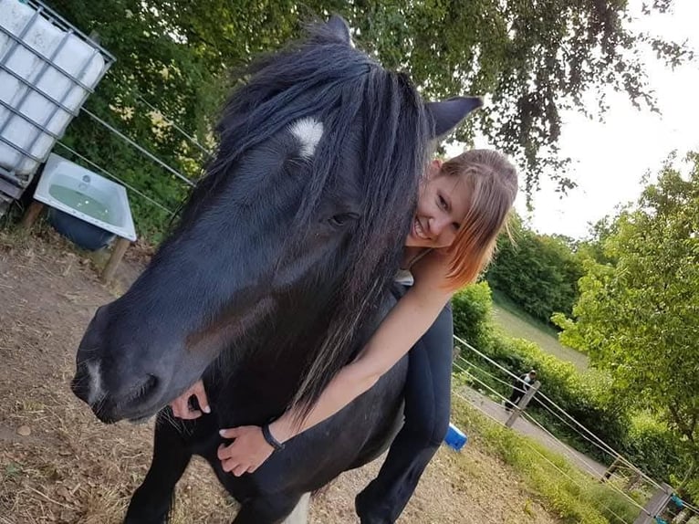 Cob Irlandese / Tinker / Gypsy Vanner Mix Castrone 12 Anni 142 cm Pezzato in Bielefeld