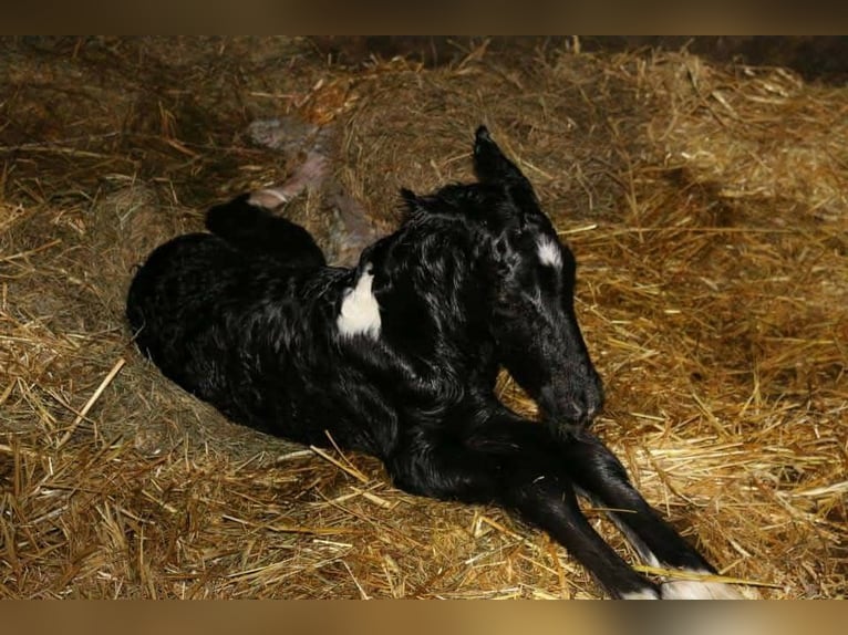 Cob Irlandese / Tinker / Gypsy Vanner Mix Castrone 12 Anni 142 cm Pezzato in Bielefeld