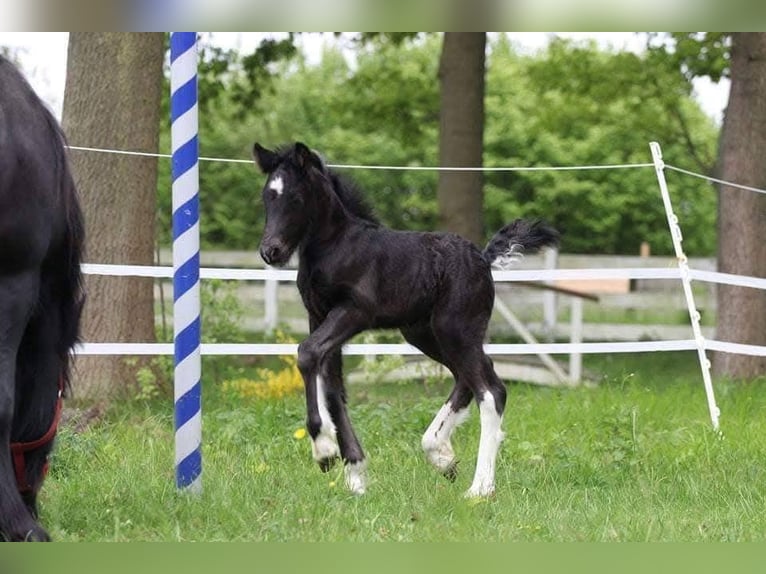 Cob Irlandese / Tinker / Gypsy Vanner Mix Castrone 12 Anni 142 cm Pezzato in Bielefeld