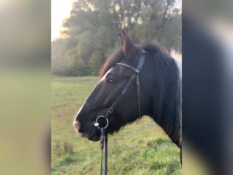 Cob Irlandese / Tinker / Gypsy Vanner Castrone 12 Anni 146 cm Pezzato in Konstanz