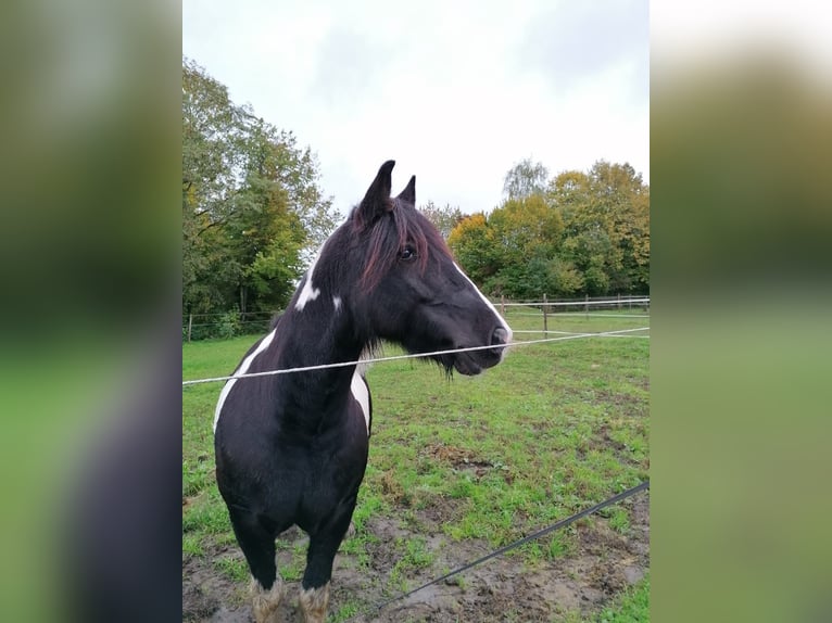 Cob Irlandese / Tinker / Gypsy Vanner Castrone 12 Anni 146 cm Pezzato in Konstanz