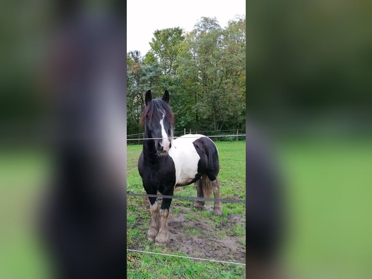 Cob Irlandese / Tinker / Gypsy Vanner Castrone 12 Anni 146 cm Pezzato in Konstanz