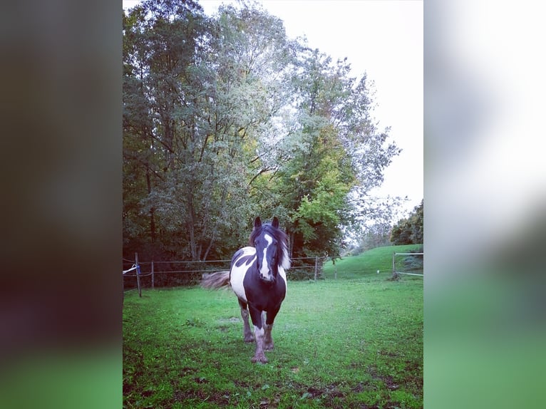 Cob Irlandese / Tinker / Gypsy Vanner Castrone 12 Anni 146 cm Pezzato in Konstanz