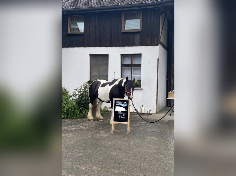 Cob Irlandese / Tinker / Gypsy Vanner Castrone 12 Anni 146 cm Pezzato in Konstanz