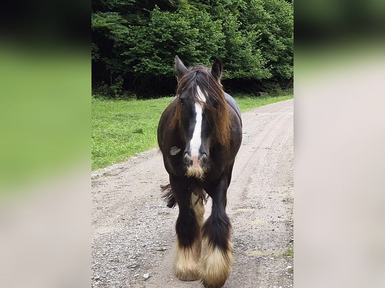 Cob Irlandese / Tinker / Gypsy Vanner Castrone 12 Anni 150 cm Morello in Sankt Gilgen