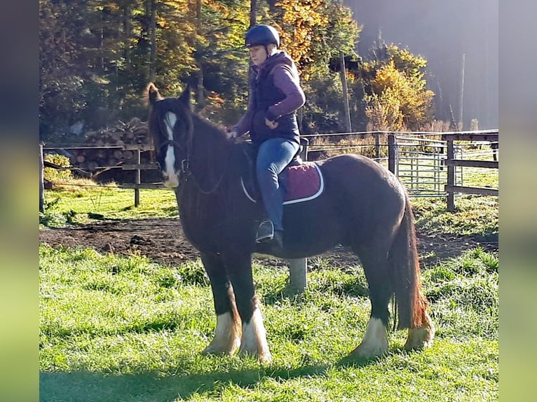 Cob Irlandese / Tinker / Gypsy Vanner Castrone 12 Anni 150 cm Morello in Sankt Gilgen