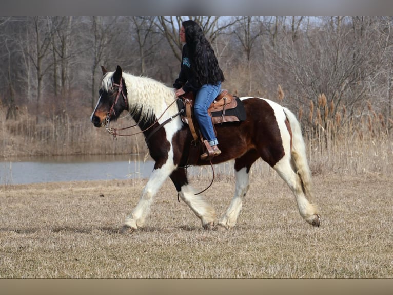 Cob Irlandese / Tinker / Gypsy Vanner Castrone 12 Anni 157 cm Tobiano-tutti i colori in Howell, MI