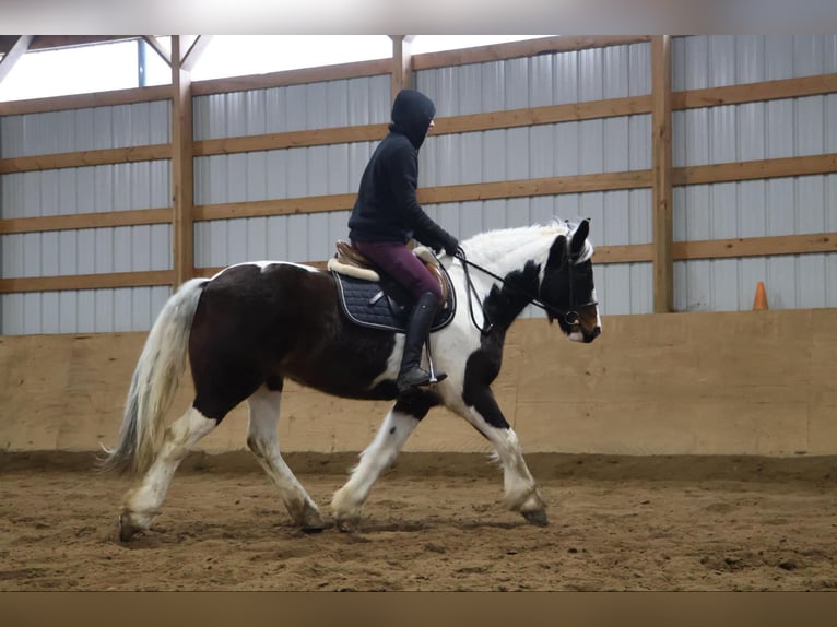 Cob Irlandese / Tinker / Gypsy Vanner Castrone 12 Anni 157 cm Tobiano-tutti i colori in Howell, MI