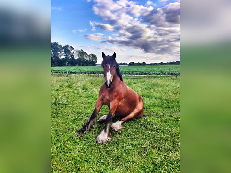 Cob Irlandese / Tinker / Gypsy Vanner Castrone 12 Anni 163 cm Baio in Bellingwolde