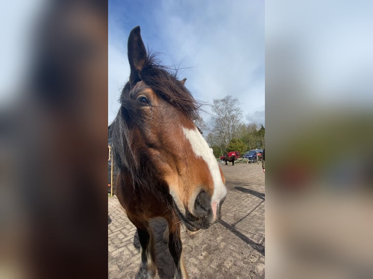 Cob Irlandese / Tinker / Gypsy Vanner Castrone 12 Anni 163 cm Baio in Bellingwolde