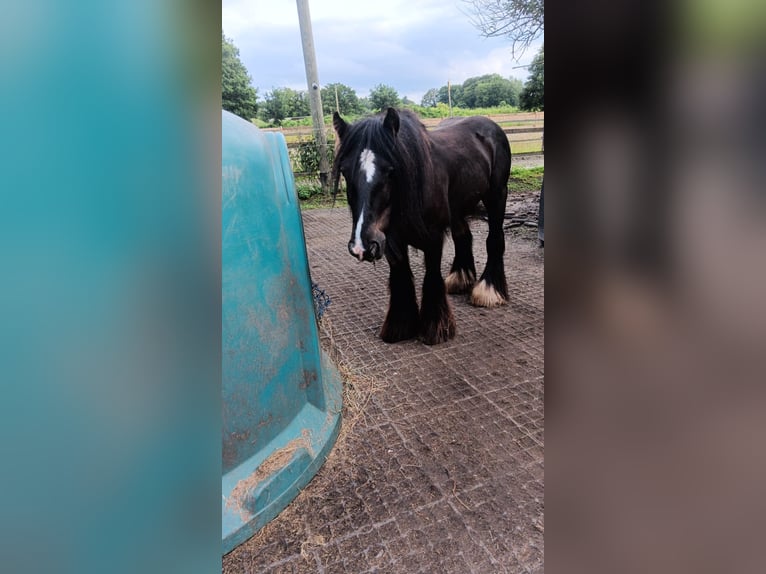 Cob Irlandese / Tinker / Gypsy Vanner Castrone 13 Anni 132 cm Morello in Hemdingen