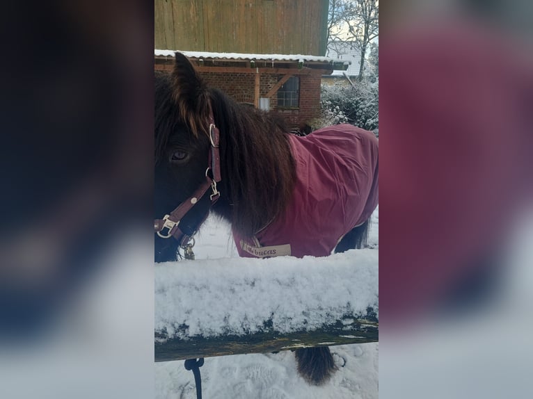 Cob Irlandese / Tinker / Gypsy Vanner Castrone 13 Anni 132 cm Morello in Hemdingen