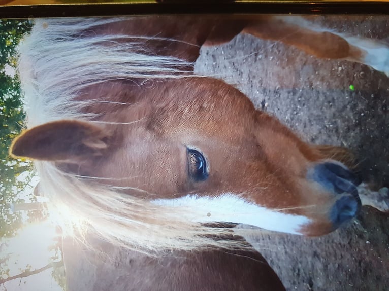 Cob Irlandese / Tinker / Gypsy Vanner Mix Castrone 13 Anni 136 cm Sauro in Zerbst