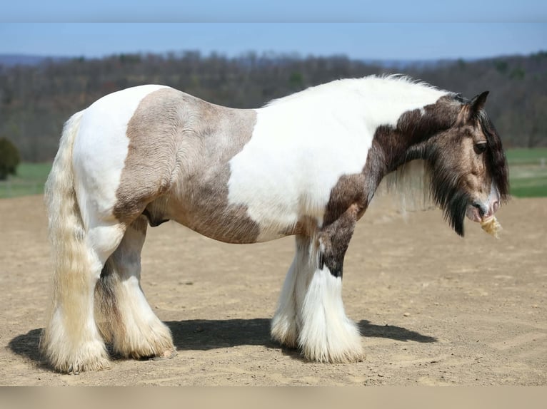 Cob Irlandese / Tinker / Gypsy Vanner Castrone 13 Anni 142 cm Pezzato in Beaver Springs
