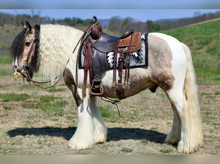 Cob Irlandese / Tinker / Gypsy Vanner Castrone 13 Anni 142 cm Pezzato in Beaver Springs