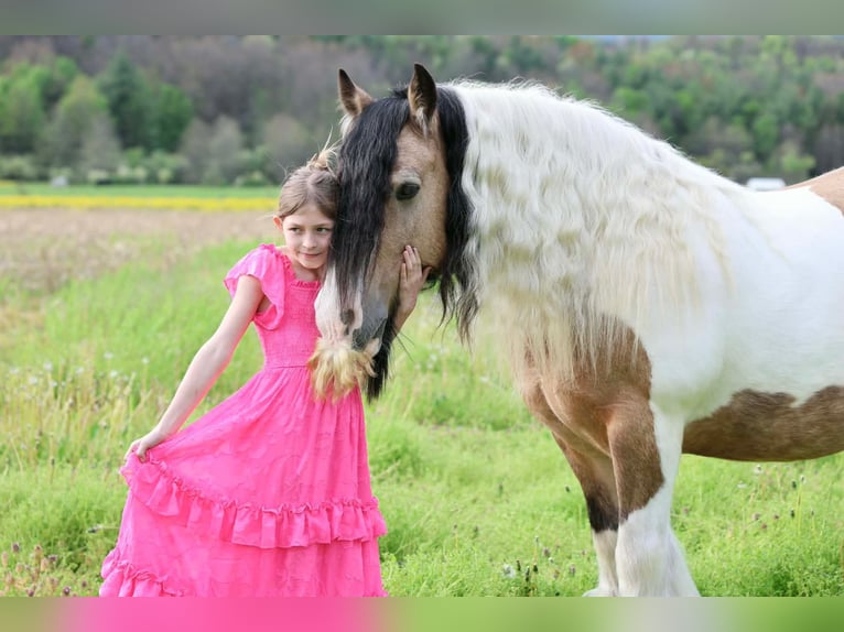 Cob Irlandese / Tinker / Gypsy Vanner Castrone 13 Anni 142 cm Pezzato in Beaver Springs