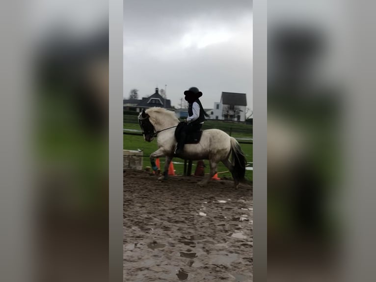 Cob Irlandese / Tinker / Gypsy Vanner Castrone 13 Anni 145 cm Pezzato in Berkel en Rodenrijs
