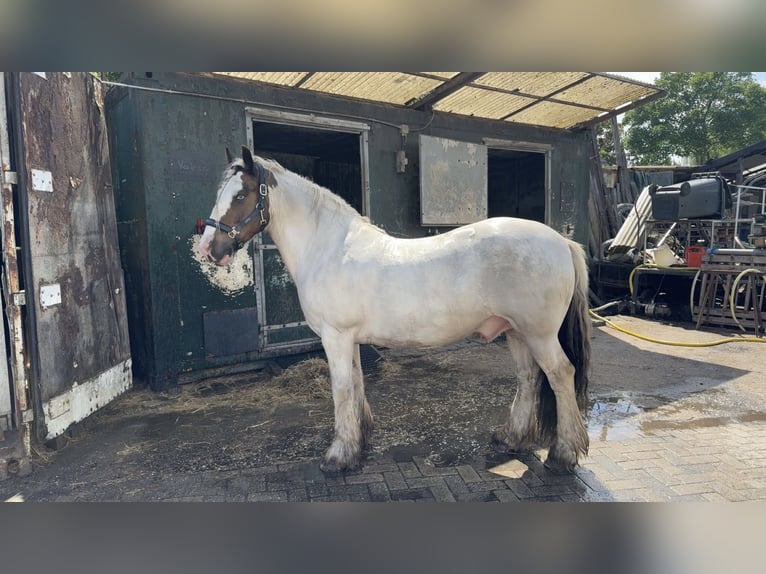 Cob Irlandese / Tinker / Gypsy Vanner Castrone 13 Anni 145 cm Pezzato in Berkel en Rodenrijs