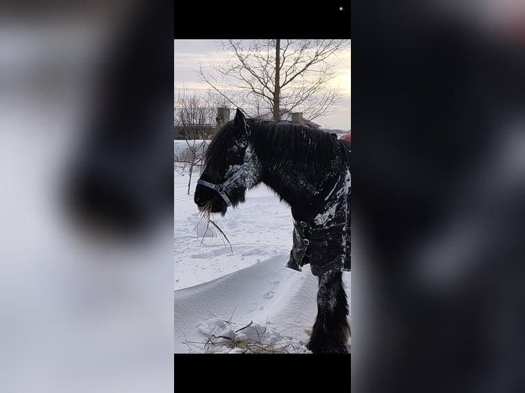 Cob Irlandese / Tinker / Gypsy Vanner Castrone 13 Anni 150 cm Morello in Esens