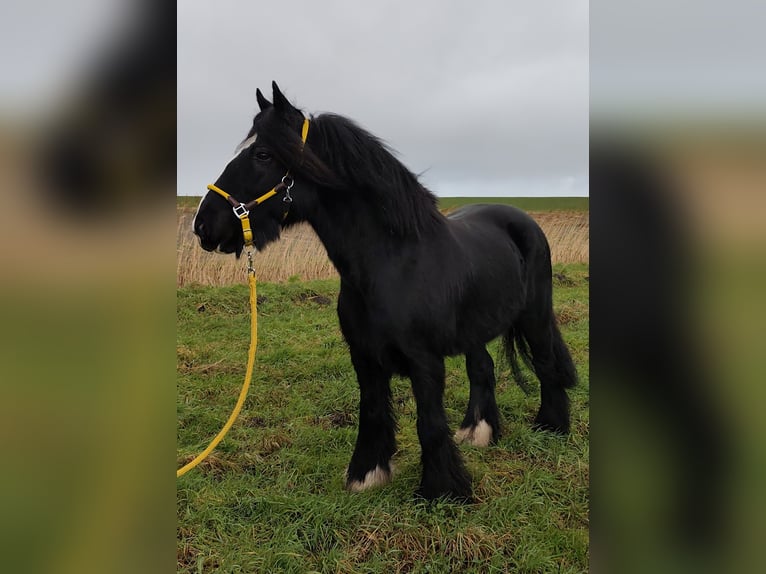Cob Irlandese / Tinker / Gypsy Vanner Castrone 13 Anni 150 cm Morello in Esens