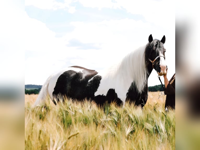 Cob Irlandese / Tinker / Gypsy Vanner Castrone 13 Anni 160 cm Pezzato in Trusetal