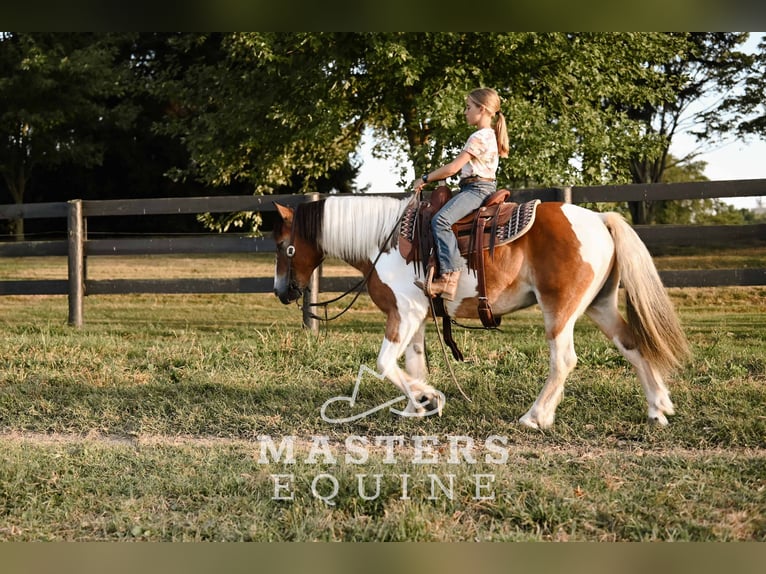 Cob Irlandese / Tinker / Gypsy Vanner Mix Castrone 14 Anni 135 cm Pezzato in Orrville