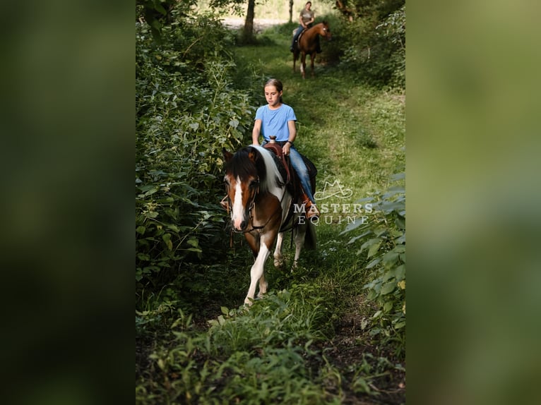 Cob Irlandese / Tinker / Gypsy Vanner Mix Castrone 14 Anni 135 cm Pezzato in Orrville