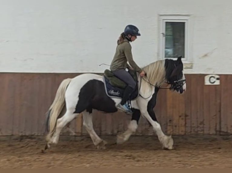 Cob Irlandese / Tinker / Gypsy Vanner Castrone 14 Anni 145 cm Pezzato in Braunschweig