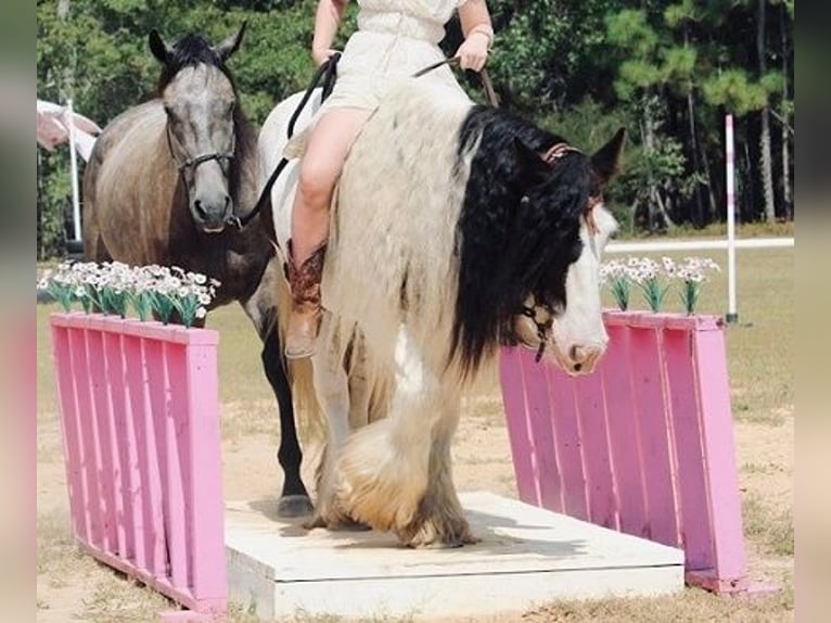 Cob Irlandese / Tinker / Gypsy Vanner Castrone 14 Anni 147 cm Pezzato in Ridgeville