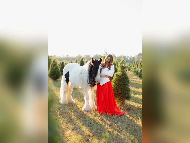 Cob Irlandese / Tinker / Gypsy Vanner Castrone 14 Anni 147 cm Pezzato in Ridgeville