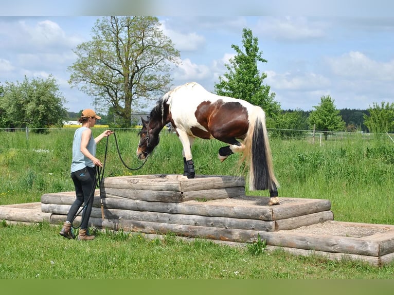 Cob Irlandese / Tinker / Gypsy Vanner Mix Castrone 14 Anni 148 cm Pezzato in Cadolzburg