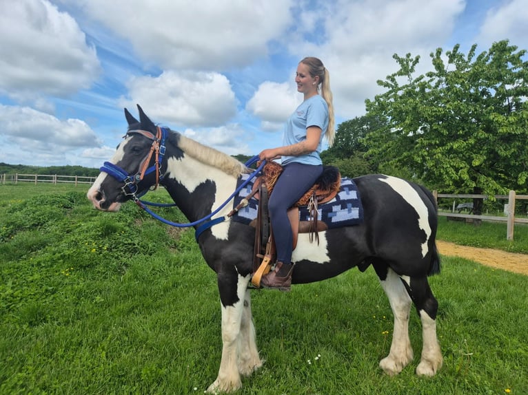 Cob Irlandese / Tinker / Gypsy Vanner Mix Castrone 14 Anni 156 cm Pezzato in Linkenbach