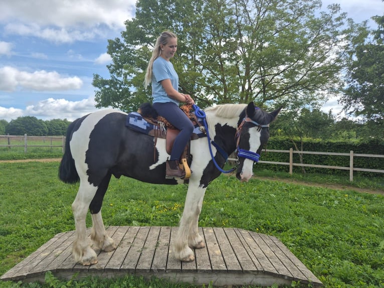 Cob Irlandese / Tinker / Gypsy Vanner Mix Castrone 14 Anni 156 cm Pezzato in Linkenbach