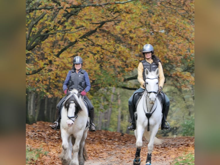 Cob Irlandese / Tinker / Gypsy Vanner Castrone 14 Anni 160 cm Bianco in Laag-Soeren