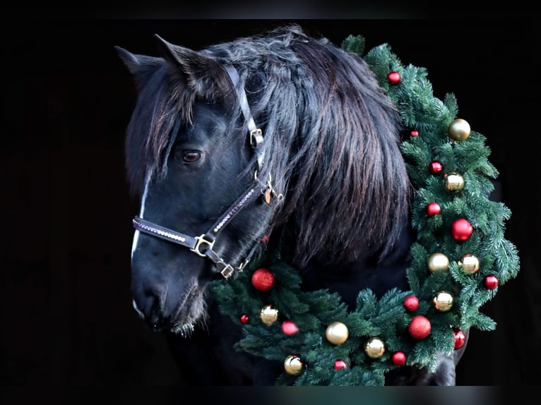 Cob Irlandese / Tinker / Gypsy Vanner Mix Castrone 14 Anni 161 cm Baio scuro in Stahnsdorf