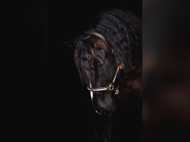 Cob Irlandese / Tinker / Gypsy Vanner Mix Castrone 14 Anni 161 cm Baio scuro in Stahnsdorf
