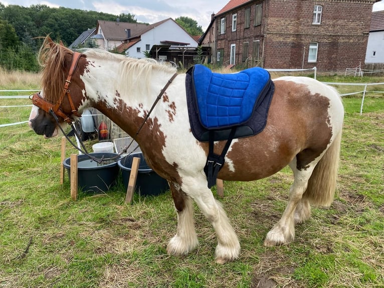 Cob Irlandese / Tinker / Gypsy Vanner Castrone 15 Anni 134 cm in Brakel