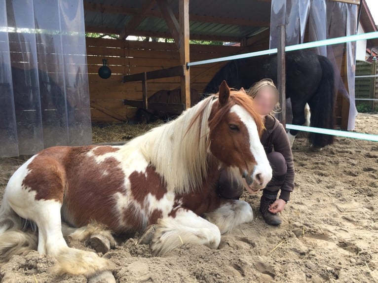 Cob Irlandese / Tinker / Gypsy Vanner Castrone 15 Anni 134 cm in Brakel