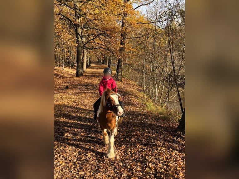 Cob Irlandese / Tinker / Gypsy Vanner Castrone 15 Anni 134 cm Pezzato in Brakel