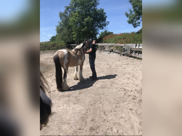 Cob Irlandese / Tinker / Gypsy Vanner Castrone 15 Anni 144 cm Pelle di daino in Roosendaal