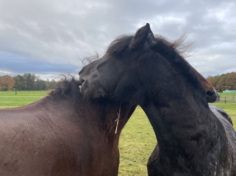 Cob Irlandese / Tinker / Gypsy Vanner Castrone 15 Anni 145 cm in Mülheim an der Ruhr