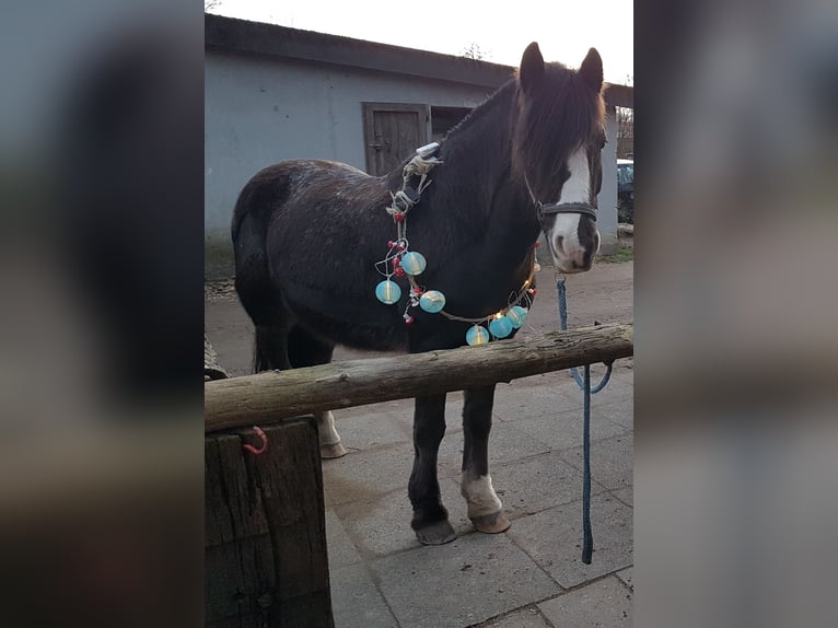 Cob Irlandese / Tinker / Gypsy Vanner Castrone 15 Anni 145 cm in Mülheim an der Ruhr