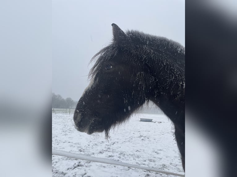 Cob Irlandese / Tinker / Gypsy Vanner Castrone 15 Anni 145 cm in Mülheim an der Ruhr