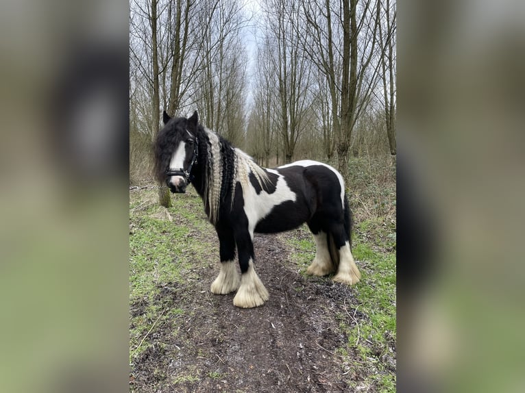 Cob Irlandese / Tinker / Gypsy Vanner Castrone 15 Anni 148 cm Pezzato in Santpoort noord
